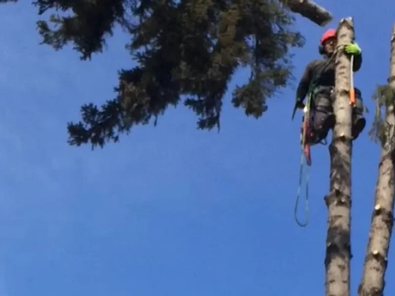 Zenith Tree Services Ltd.