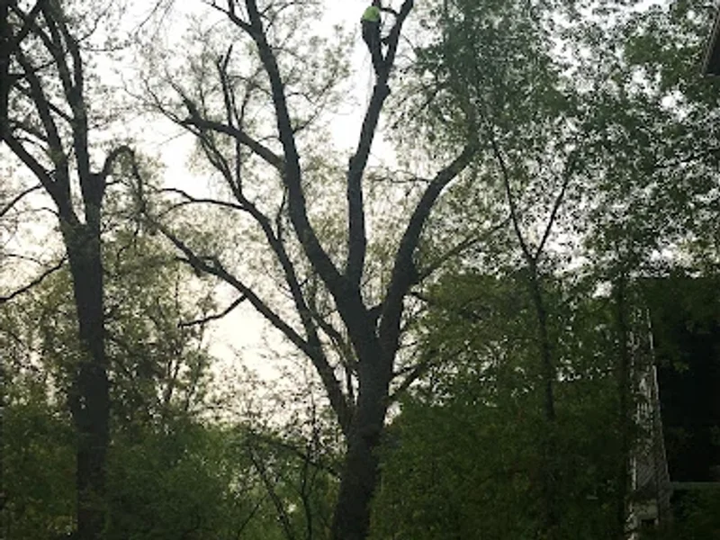 Green Drop Tree Care