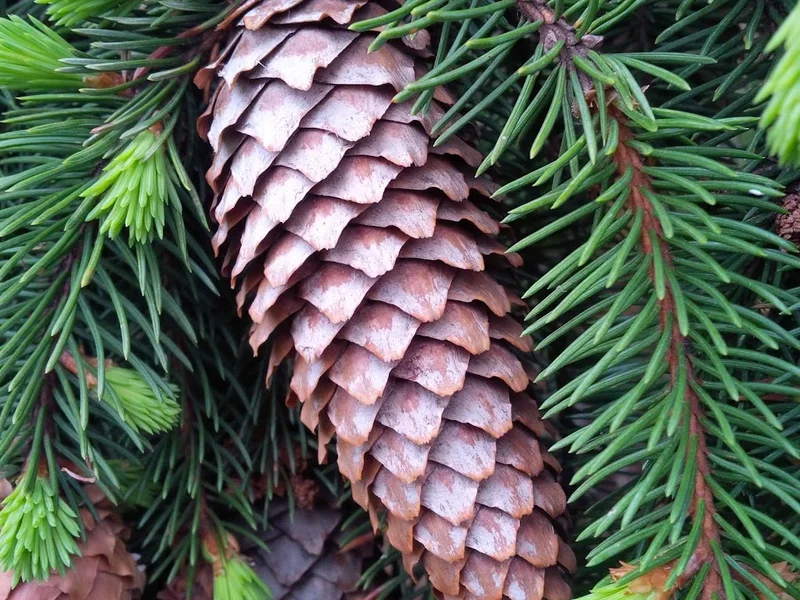 Just Trees Canada-Your Mature Tree Care Specialists and Tree Removal Experts