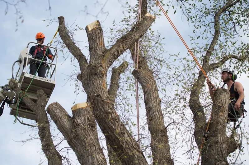 Grinders Tree Service