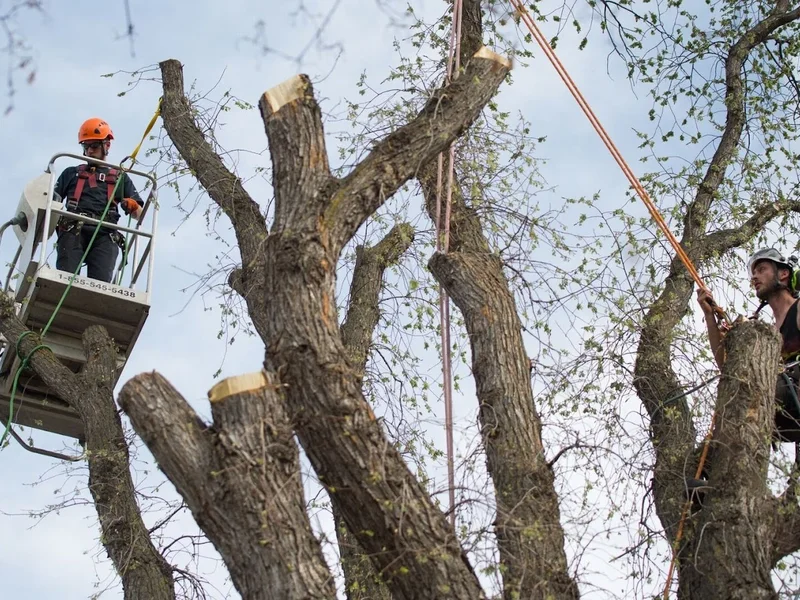 Grinders Tree Service