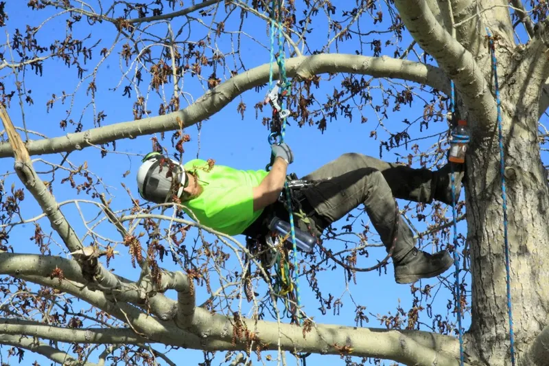 Canadian Tree Care