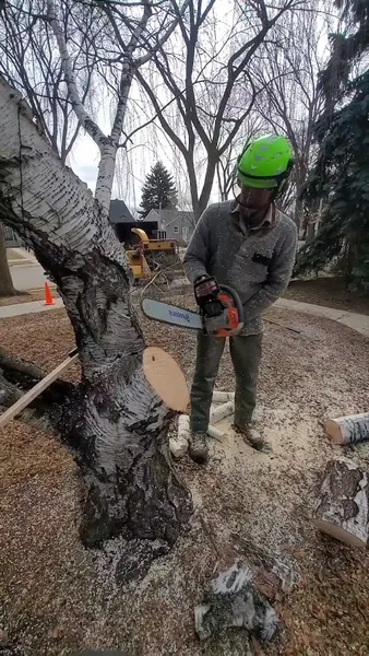 City Tree Service