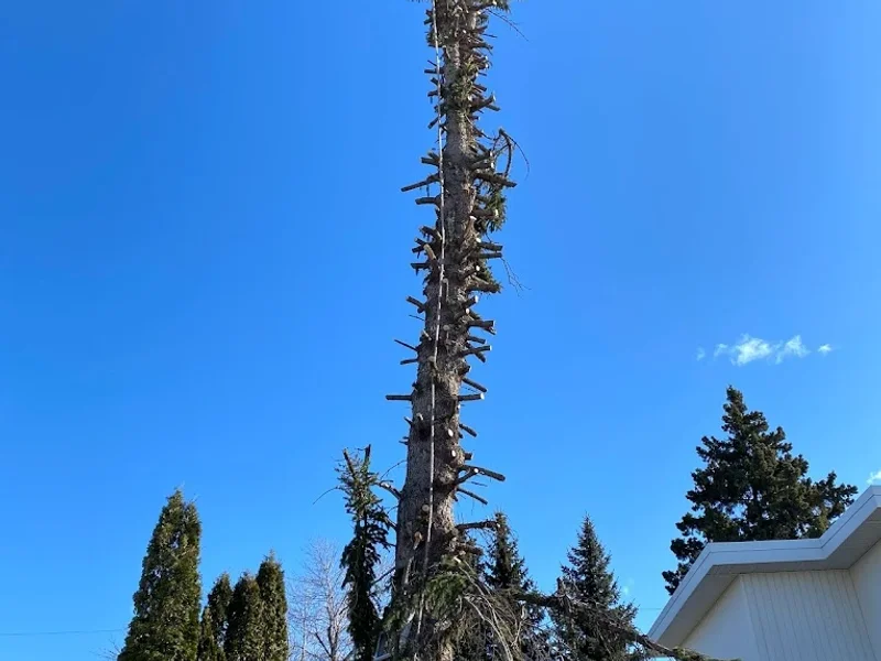 Edmonton Arborist