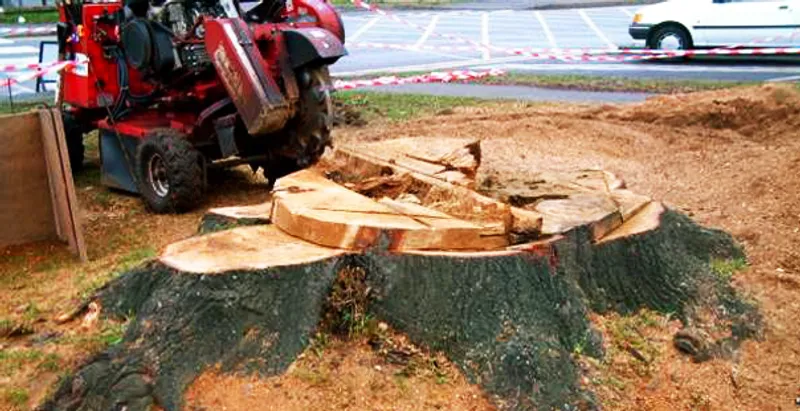 ABC Stump Removal