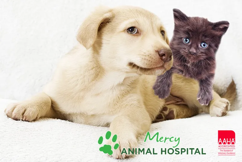 Mercy Animal Hospital