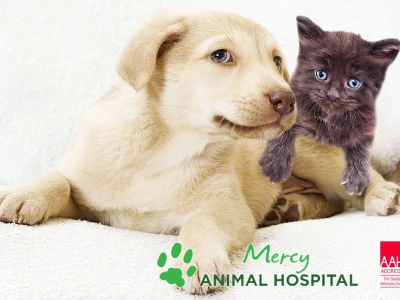 Mercy Animal Hospital