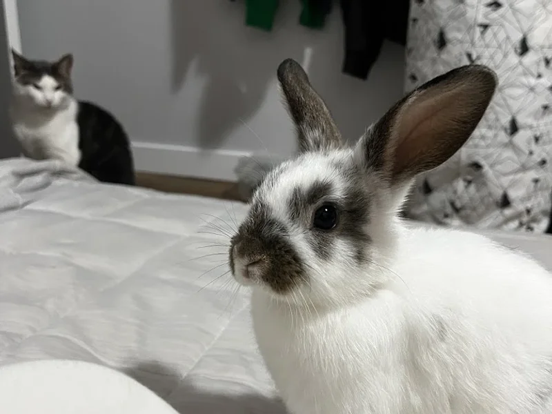 Castledowns Animal Hospital