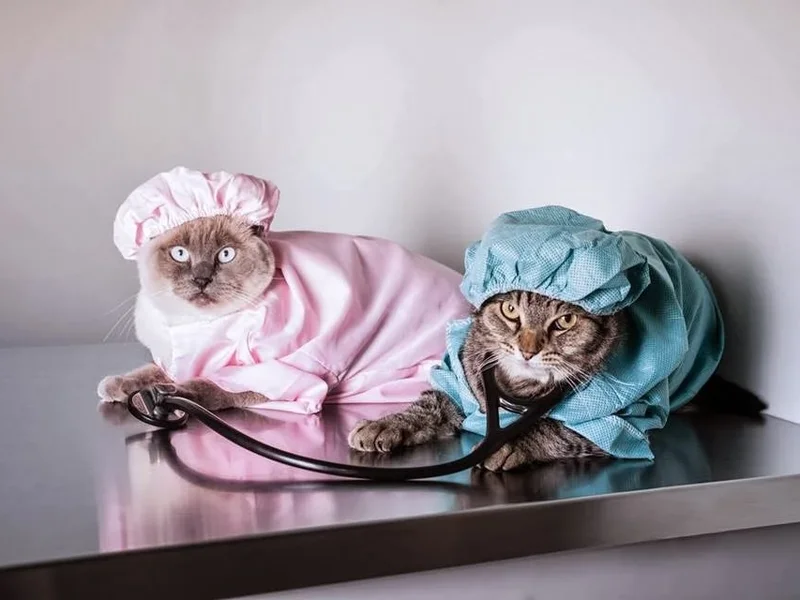 Animal Medical Centre