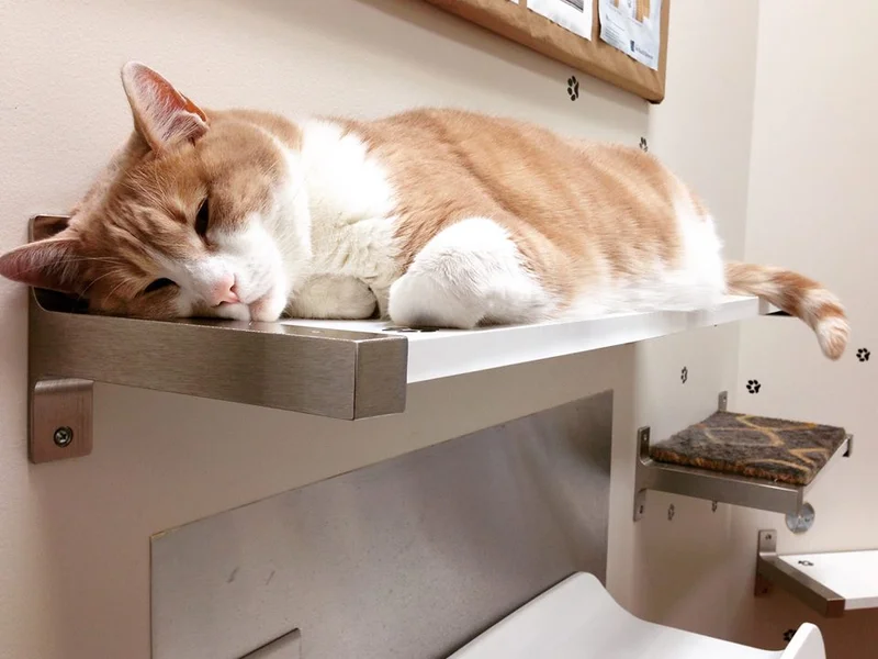 Mill Creek Animal Hospital