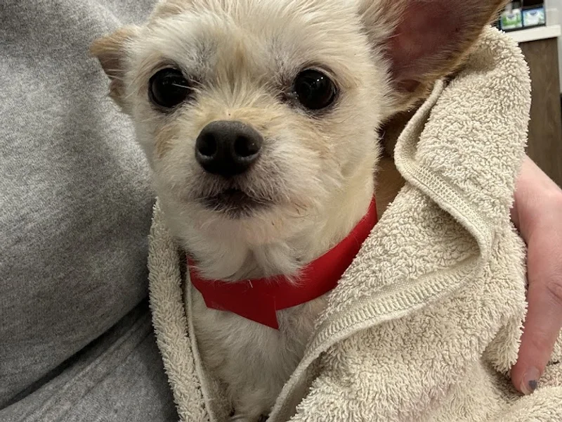 Capilano Animal Clinic