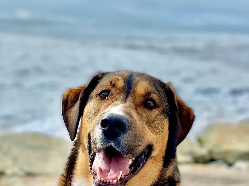 Sandy Lane Pet Clinic