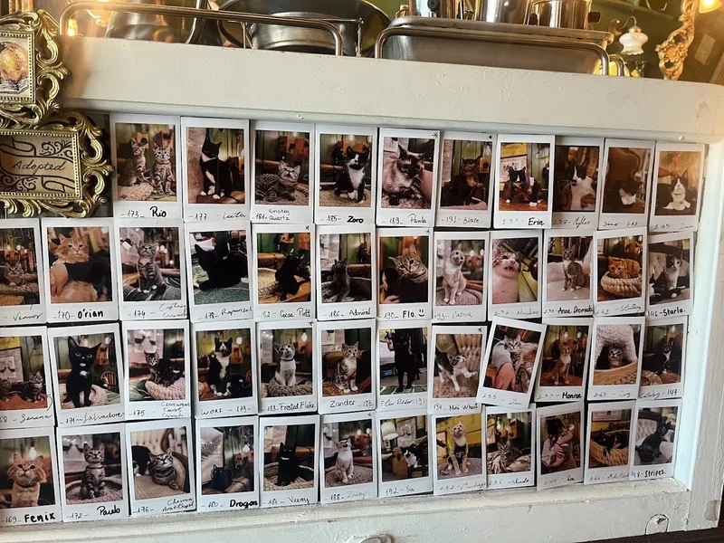 Cleocatra Café - Cat Cafe