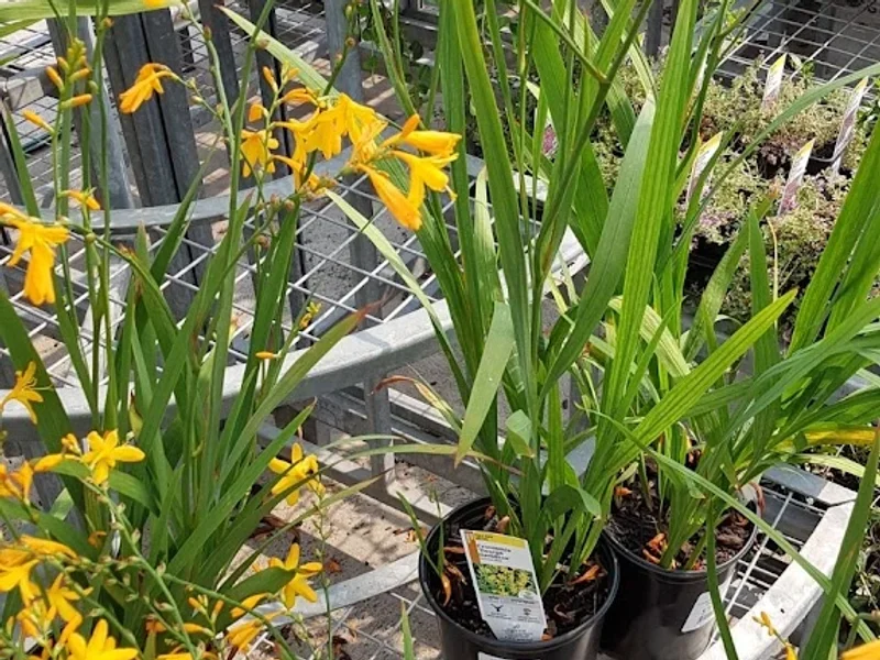 Outdoor Garden Centre at The Home Depot