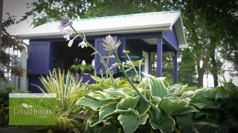 Lotsa Hostas