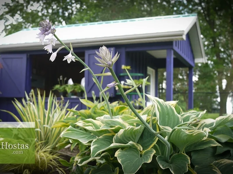 Lotsa Hostas