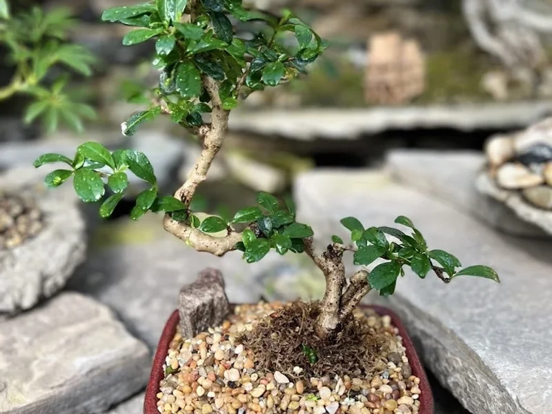 Tropical Expressions