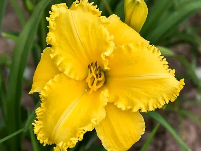 Northland Nursery