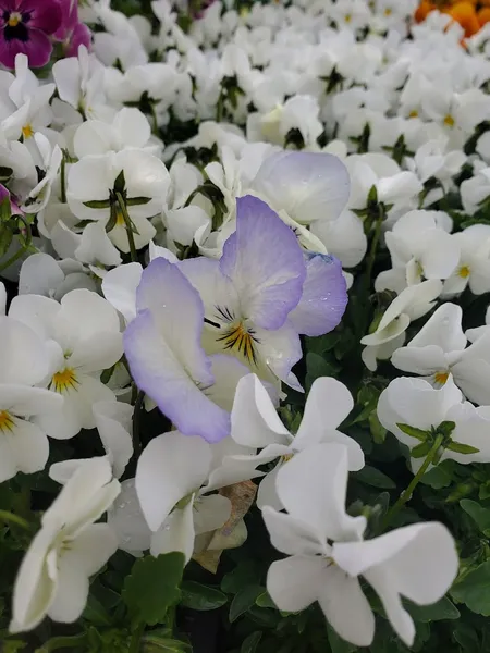 Sleepy Hollow Flowers