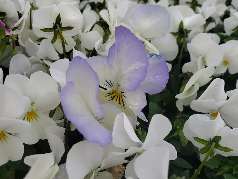 Sleepy Hollow Flowers