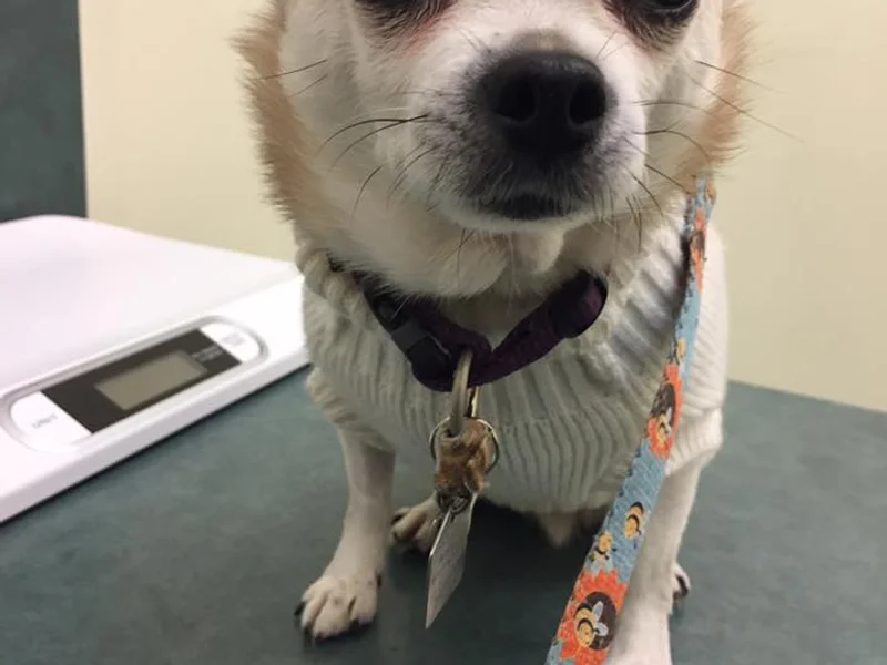 Kenaston Veterinary Hospital