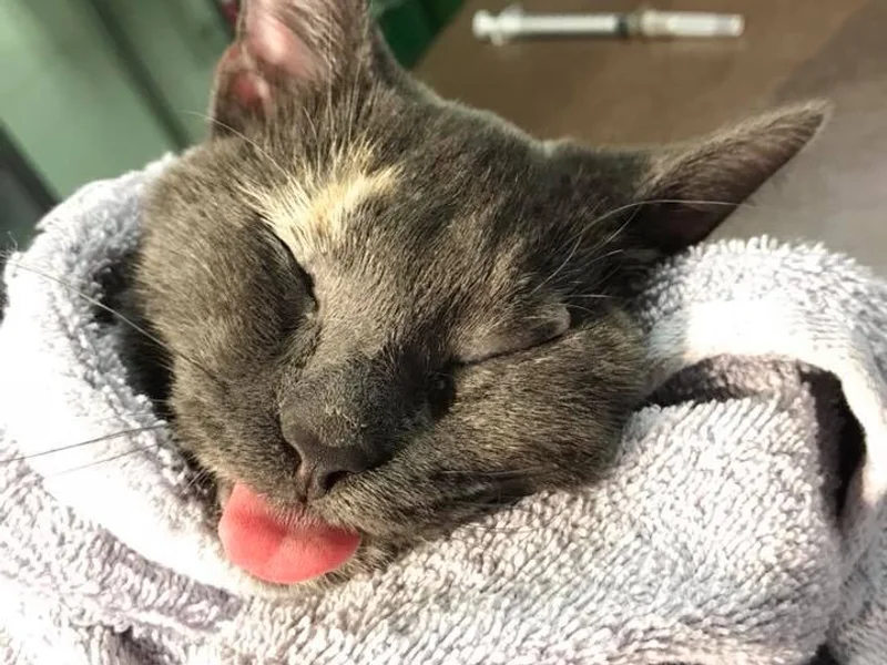 Winnipeg Animal Emergency Hospital