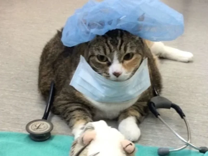 Pembina Veterinary Hospital