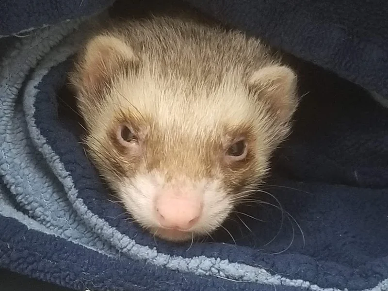 Henderson Animal Hospital