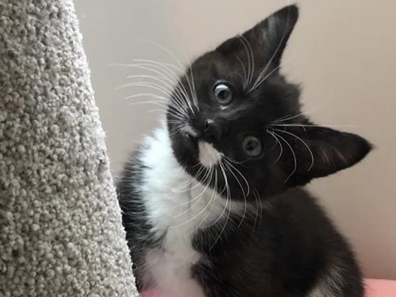 Tuxedo Animal Hospital