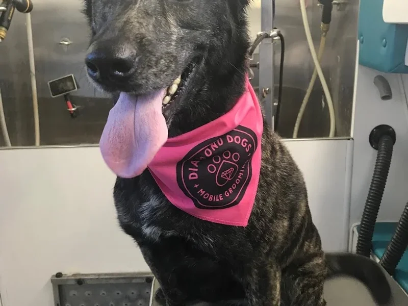 Diamond Dogs Mobile Grooming