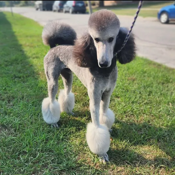 White Wolf Pet Grooming