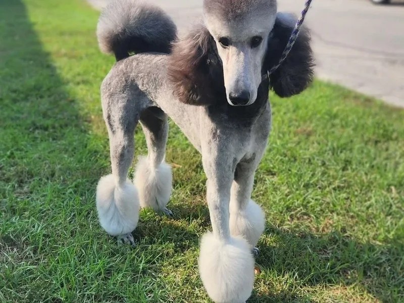 White Wolf Pet Grooming