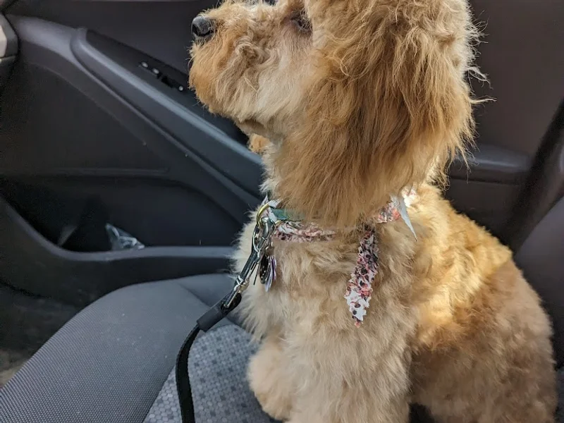 Fetching Style Grooming