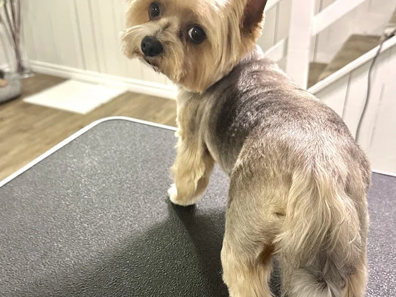 Dog Grooming "Stylish Puppy"