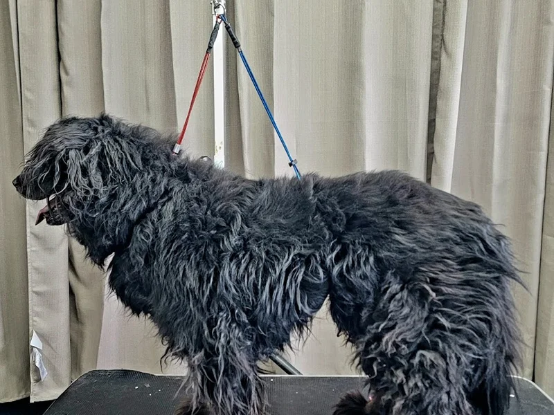 Fur & Feathers Grooming Salon