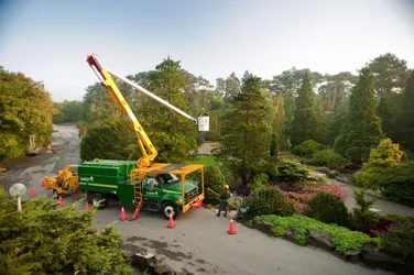 Best of 22 tree removal services in Hamilton