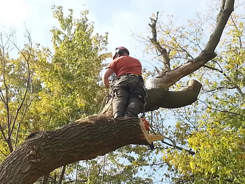 Urban Canopy Tree Service