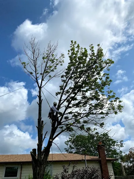 FRASER TREE CARE: Hamilton, Stoney Creek, Grimsby, Burlington