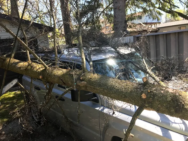 Professional Tree Services