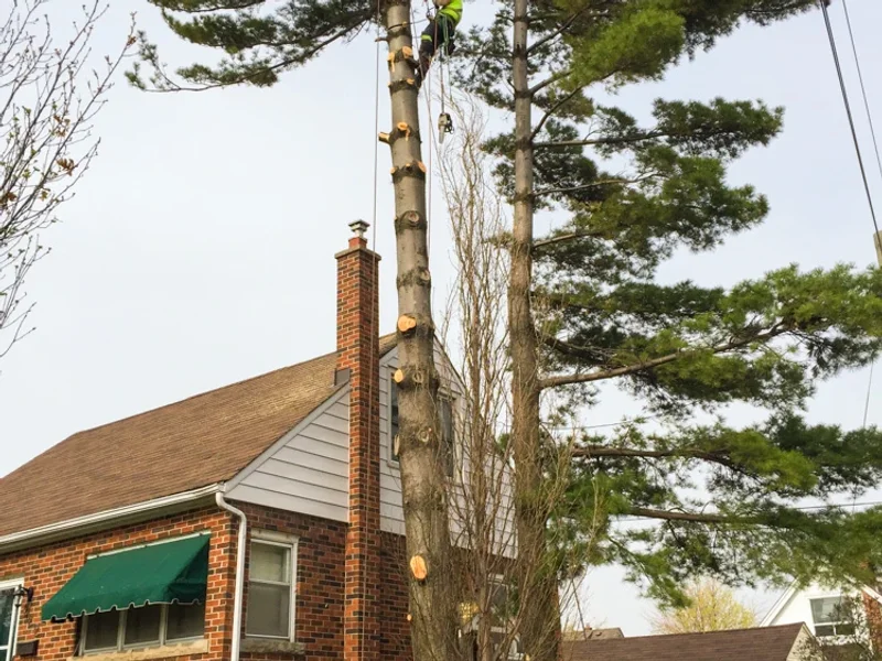 Total Tree Care