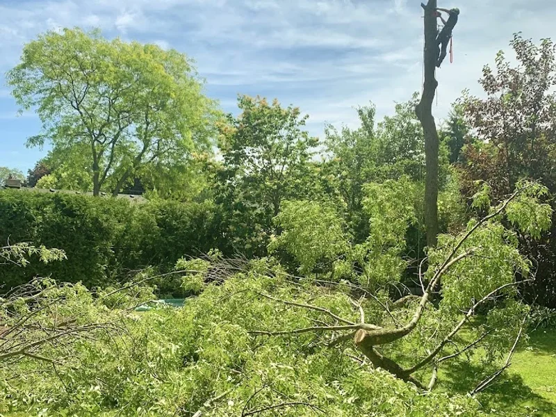 All Bark Tree Services