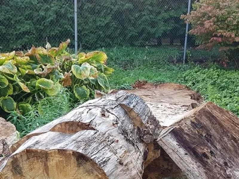 Reliable Tree Service