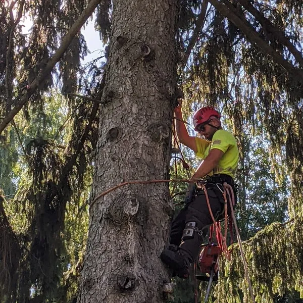 Jer's Tree Care