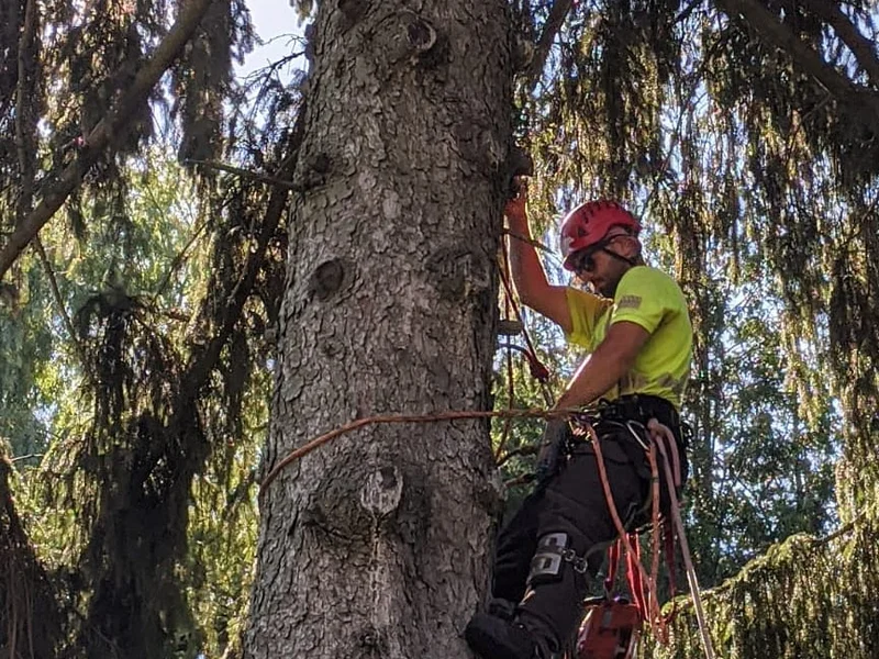 Jer's Tree Care