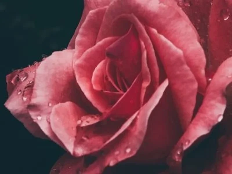 Monks Janet Alicia Psychotherapist