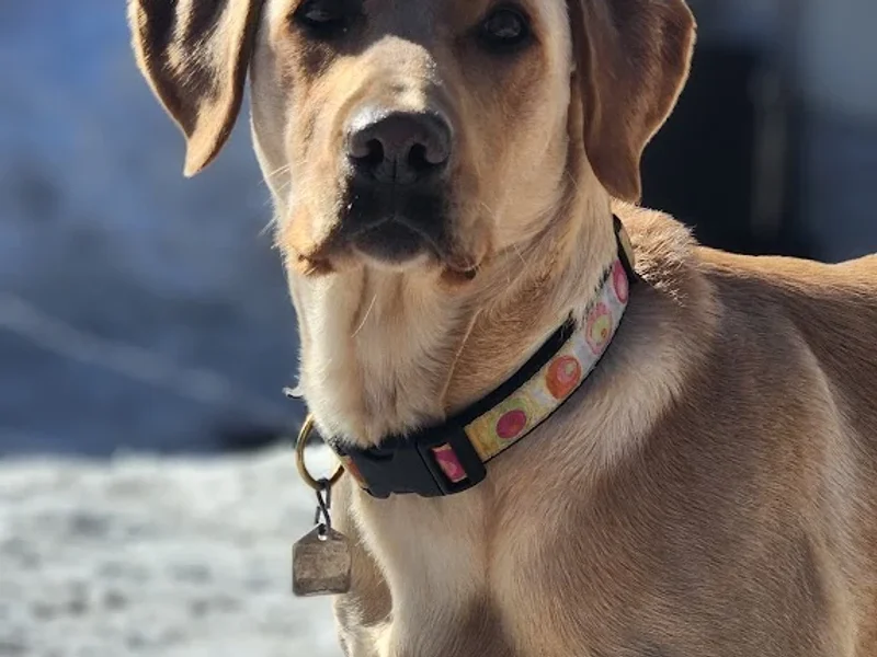 Fabutan / Hush Lash Studio