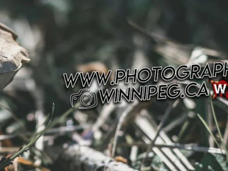 Photography Winnipeg