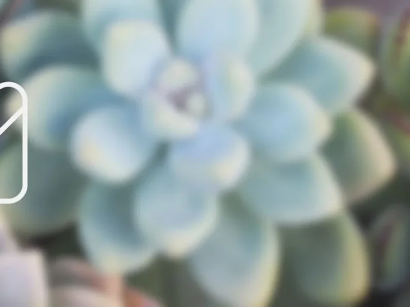 White Cactus Branding & Design