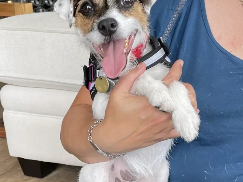 The 100x Vet Hamilton & Burlington