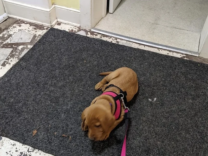 Stonegates Veterinary Hospital